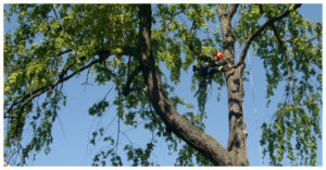 A Picture of forest worker doing tree pruning