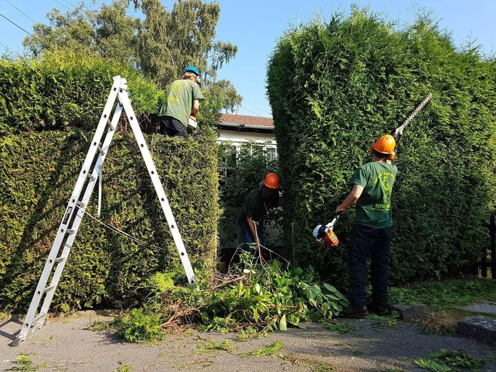 Elm Landscaping's Tree Pruning Service in Action