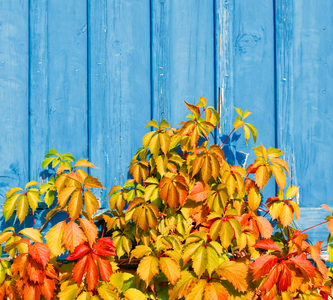 A picture of Virginia creeper (Parthenocissus quinquefolia) plant leaves with wooden background wall of blue color