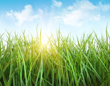 A closeup picture of green grass with sky over it