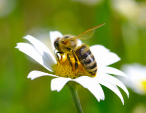 bee-friendly gardening