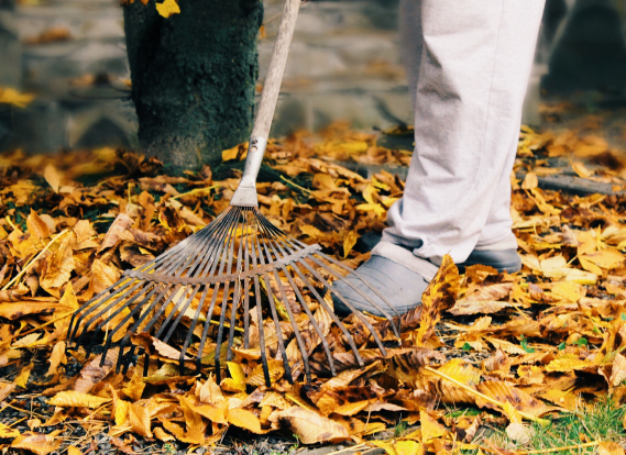 Man tidying up a garden by raking and removing dry leaves during autumn cleanup