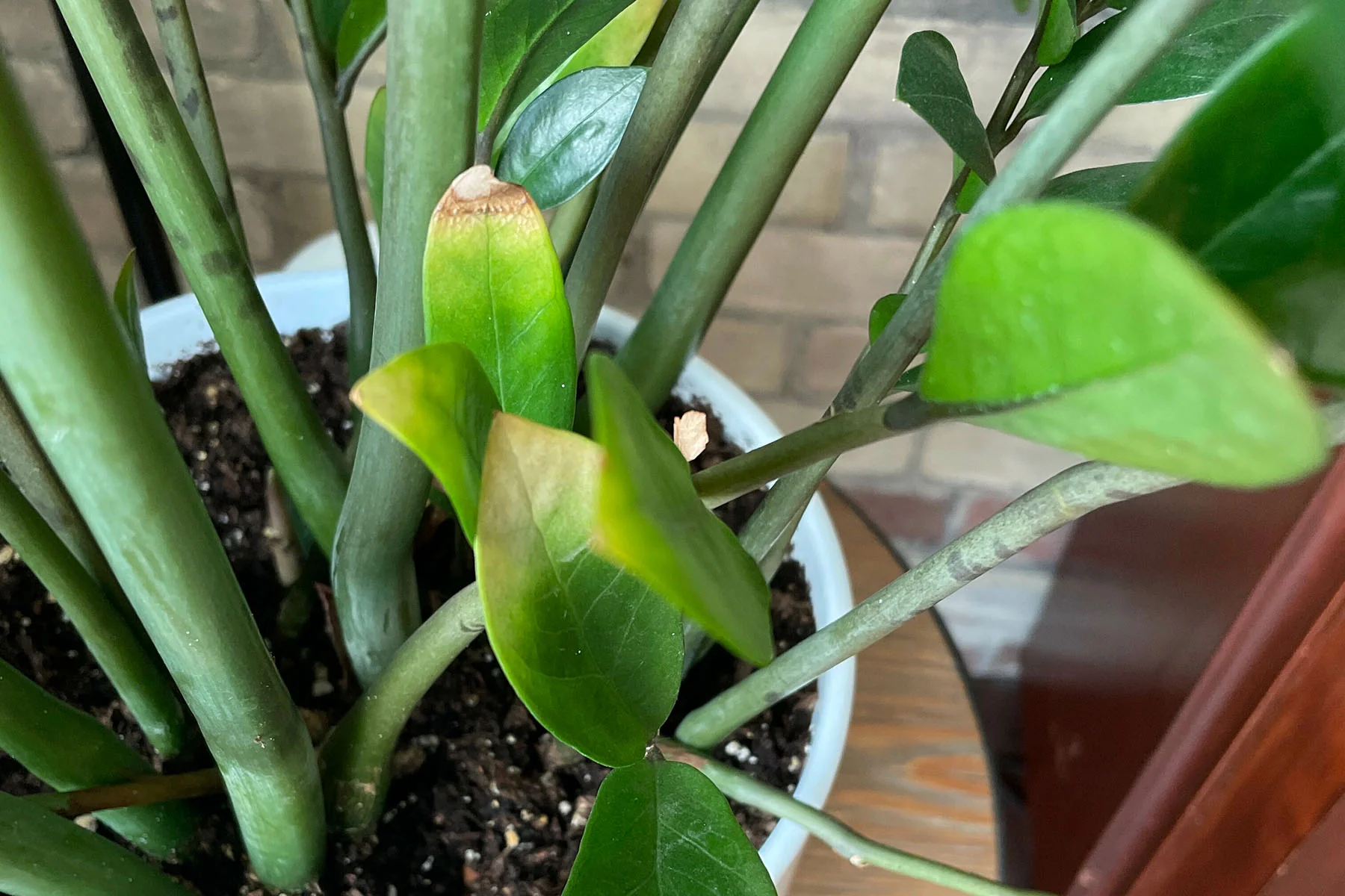 How to Fix an Overwatered Plant in Toronto - 8 Effective Tips