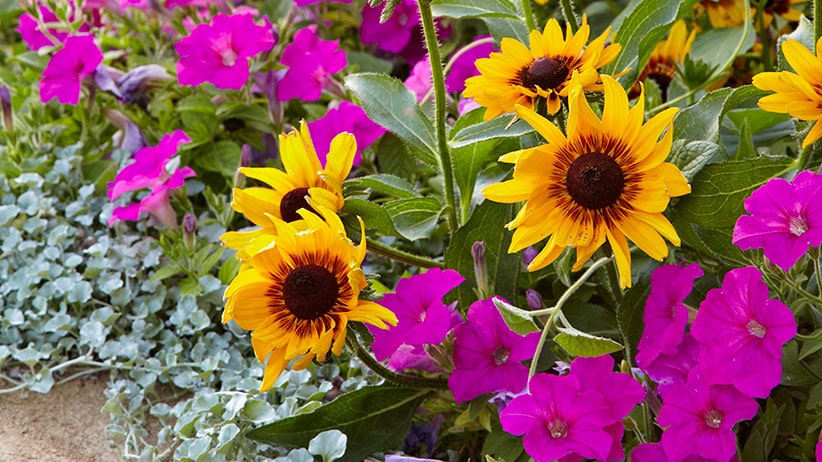 3 Best Ways to Replace a Lawn with Native Plants